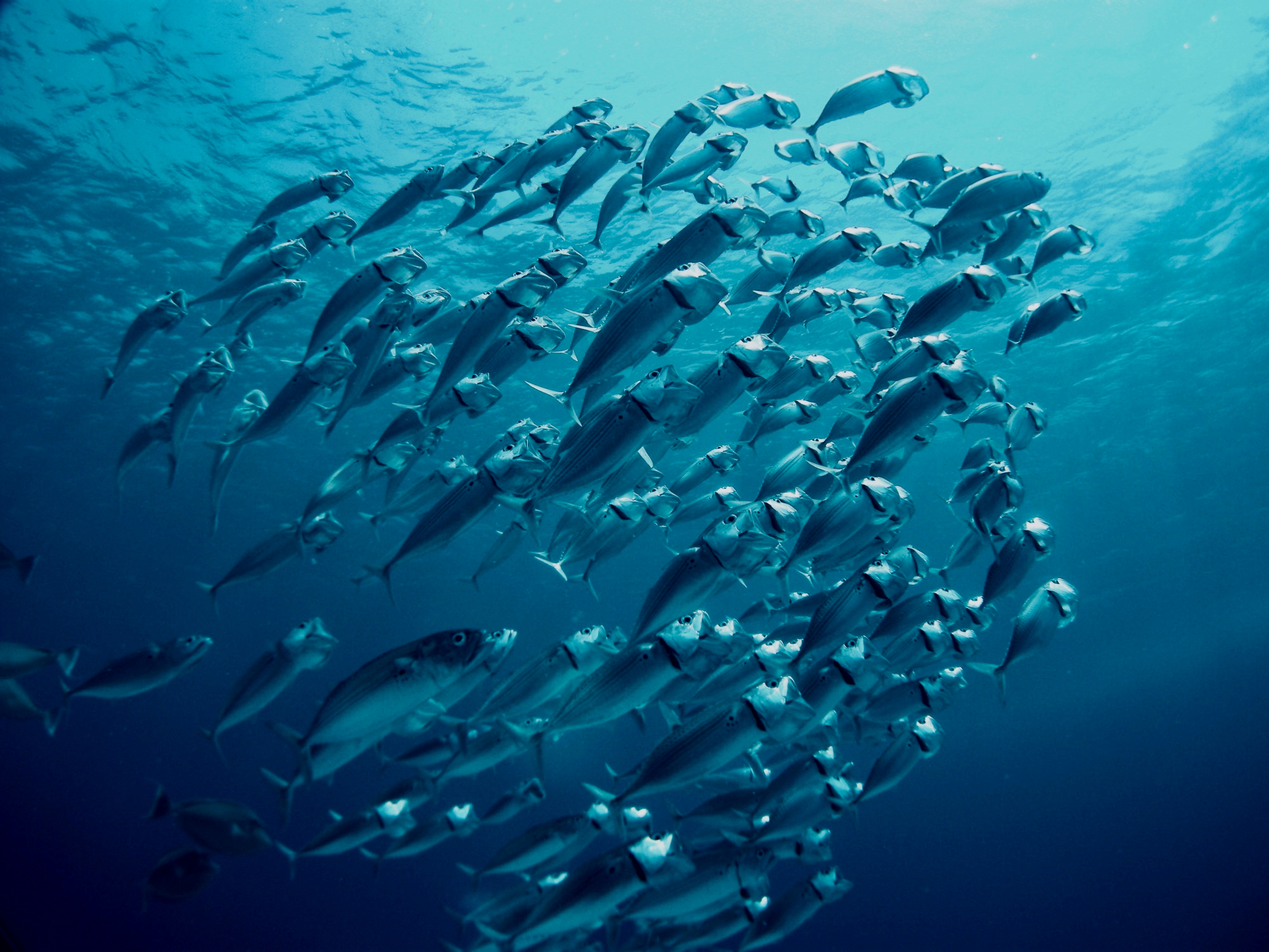 The EU Ocean Pact is here! Why should the Atlantic community be ready for the future steps?