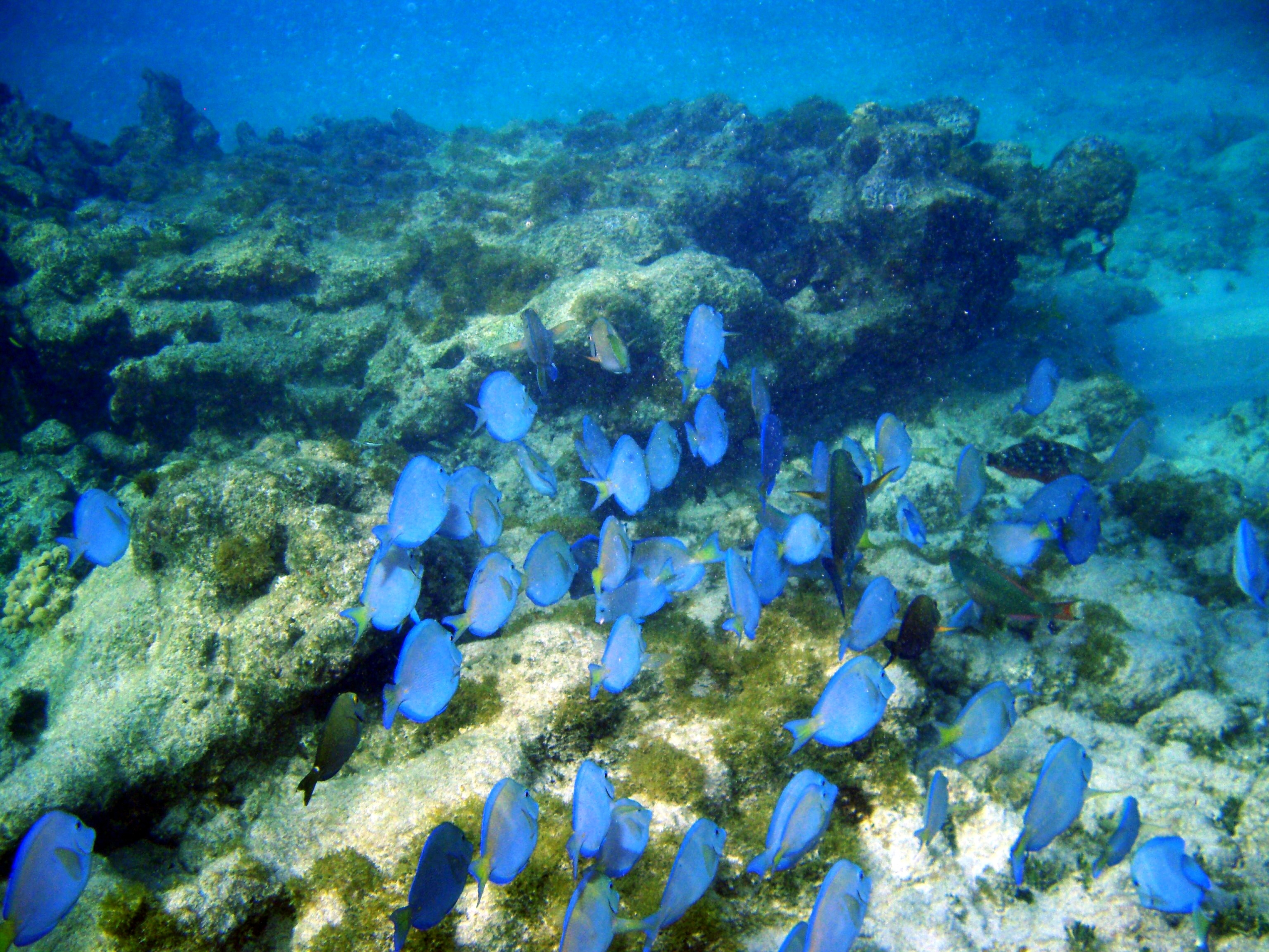A Tool to Increase the Utility of Ocean Observations