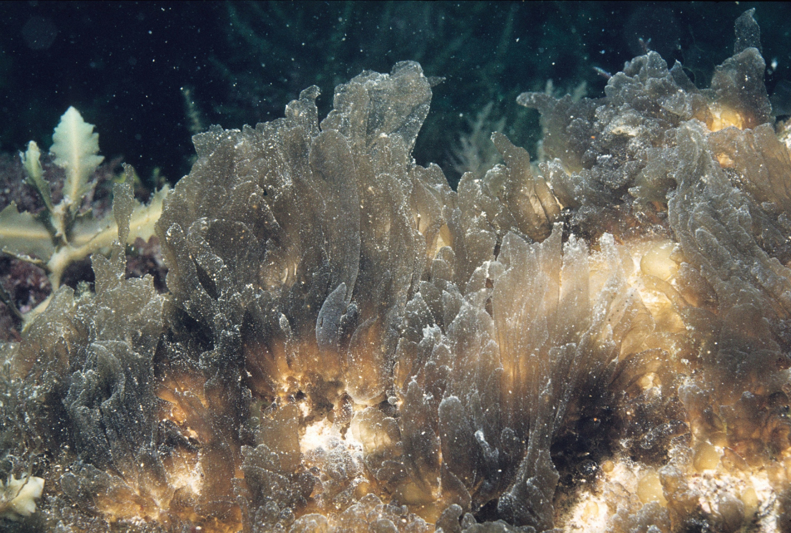 Copernicus Marine Service Announces Workshop on Ocean Health Data Analysis